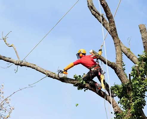 service : élagage et battage à Nantes et ses environs (Loire-Atlantique - 44)