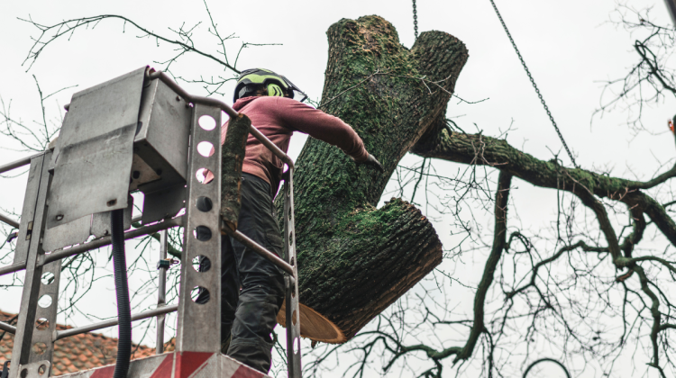 elagage arbre - elagage nantes (3)